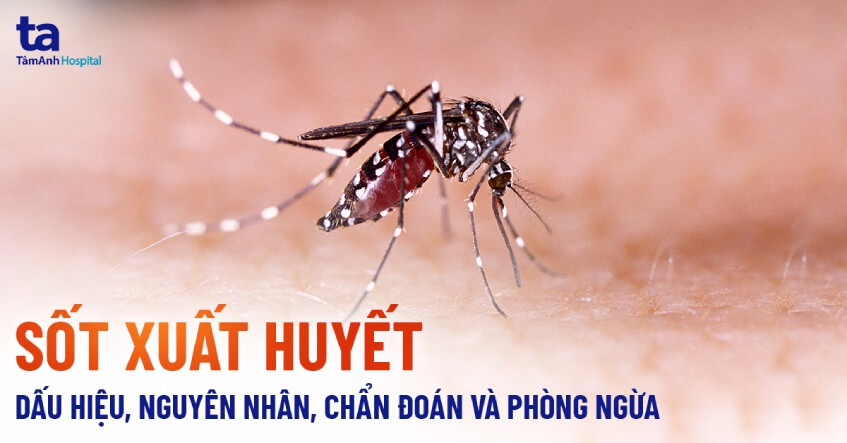 Các biện pháp phòng chống bệnh Sốt xuất huyết